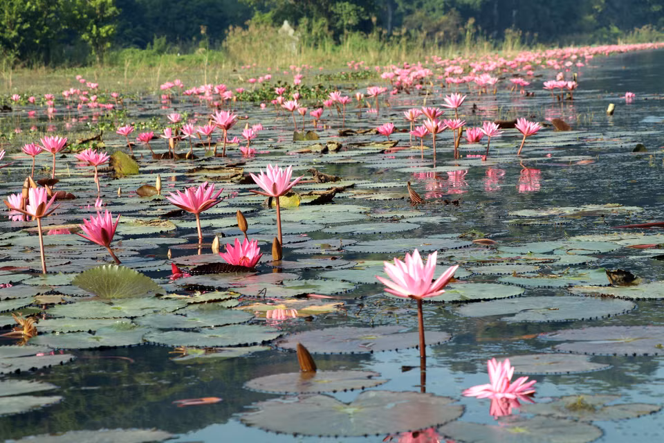 Miles de flores de nenúfar moradas crean un paisaje poético para el río Ngo Dong en el área turística de Tam Coc. (Foto: VNA)