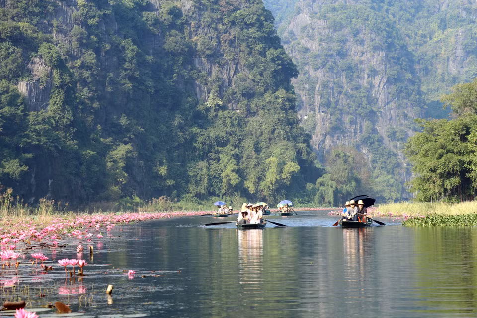 Las flores de nenúfar crecen a lo largo de ambas orillas del río Ngo Dong en el área turística de Tam Coc. (Foto: VNA)