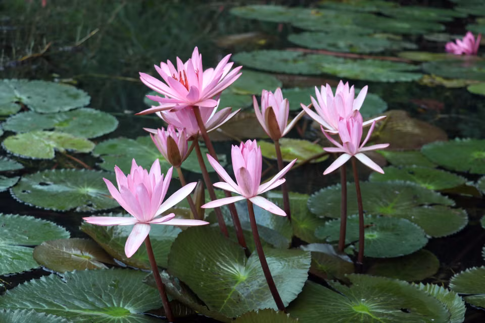 Las flores de nenúfar muestran su mayor belleza entre octubre y diciembre en el área turística de Tam Coc. (Foto: VNA)