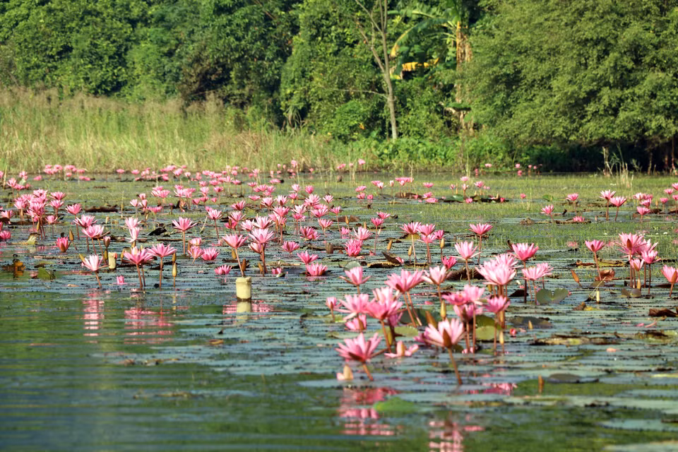 Miles de flores de nenúfar moradas crean un paisaje poético para el río Ngo Dong en el área turística de Tam Coc. (Foto: VNA)