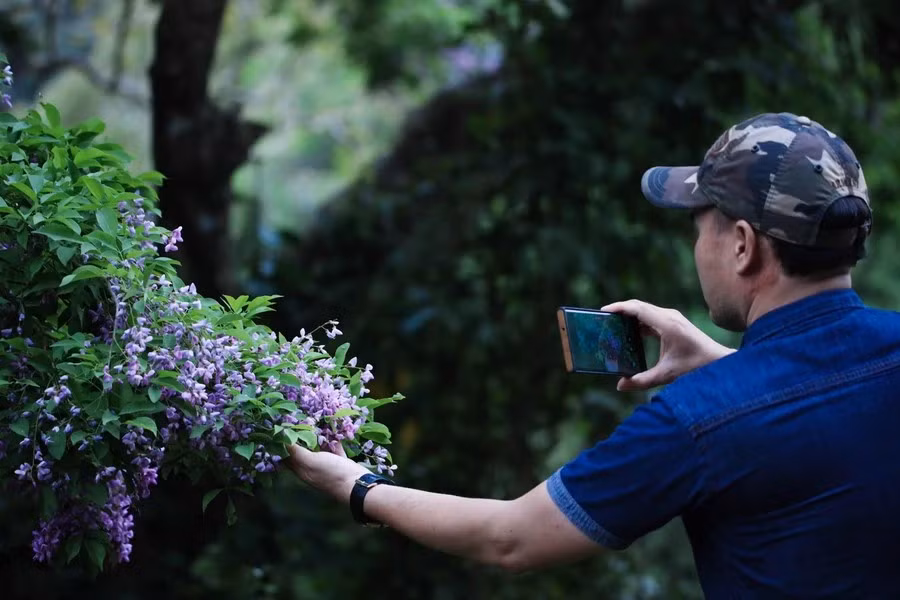 Los pobladores toman fotos de las flores de millettia ichthyochtona, las cuales florecen de 7 a 15 días. (Foto: Vietnam)