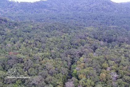 Bosque natural del Parque Nacional Bu Gia Map, ciudad de Dong Nai. (Foto: VNA)