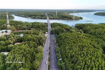 La zona forestal protegida de Can Gio abarca las comunas de Can Gio, Binh Khanh, An Thoi Dong y Thanh An, lo que crea un potencial significativo para el desarrollo del mercado de créditos de carbono. (Foto: VNA)