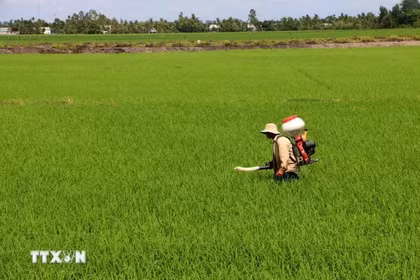 Agricultores cuidan cultivos de arroz en la ciudad de Can Tho. (Foto: VNA)