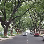 Buon Ma Thuot: una ciudad bajo la sombra de árboles centenarios