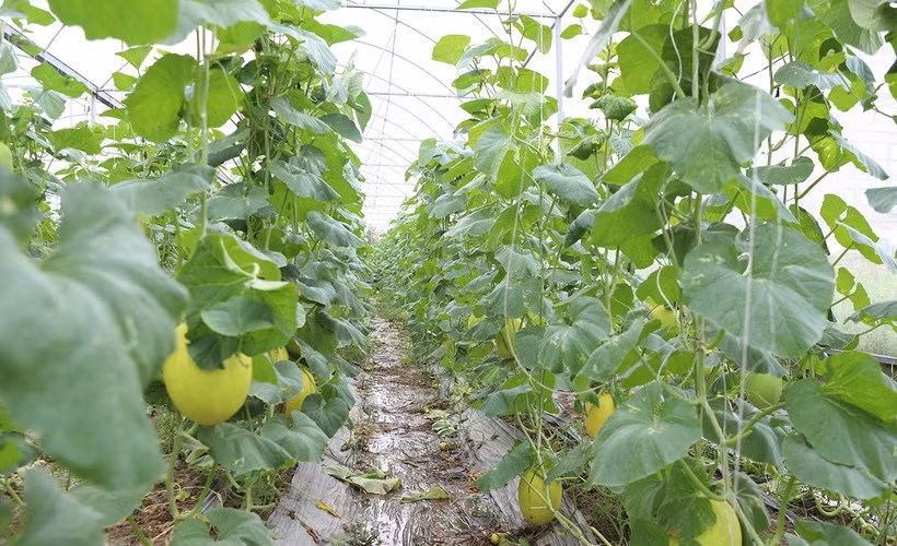 La provincia de Bac Ninh busca expandir aún más los modelos de agricultura orgánica y promover la adopción de prácticas agrícolas de alta tecnología. (Foto: bacninh.gov.vn)