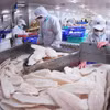 El filete del pescado Tra (pangasius) es un producto vietnamita de exportación a Canadá. (Foto: VNA)