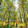 La provincia de Quang Tri impulsa el desarrollo de plantaciones forestales a gran escala. (Foto: VNA)