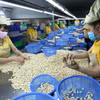 Procesamiento de granos de anacardo para la exportación en la empresa Nguyen Thong, provincia de Dak Lak. (Foto: VNA)