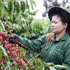 Cosecha de café. (Foto: VNA)