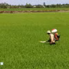 Agricultores cuidan cultivos de arroz en la ciudad de Can Tho. (Foto: VNA)