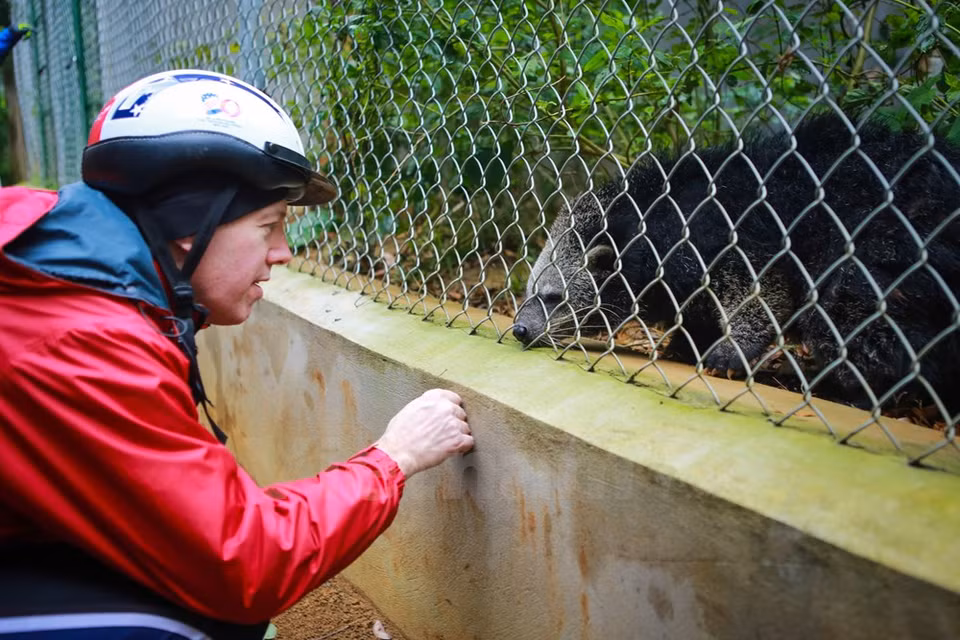 Encontró por primera vez un manturón (Arctictis binturong) en el Parque Nacional de Cuc Phuong, Ninh Binh (Fuente: VNA)