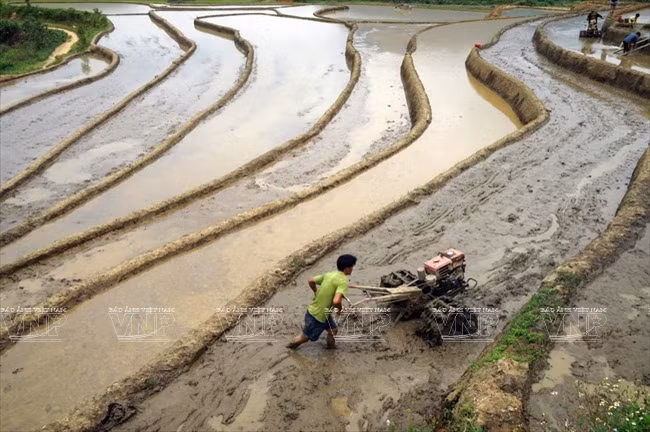 En los últimos tiempos los cultivadores vienen mecaninizando la producción. (Fuente: VNA)