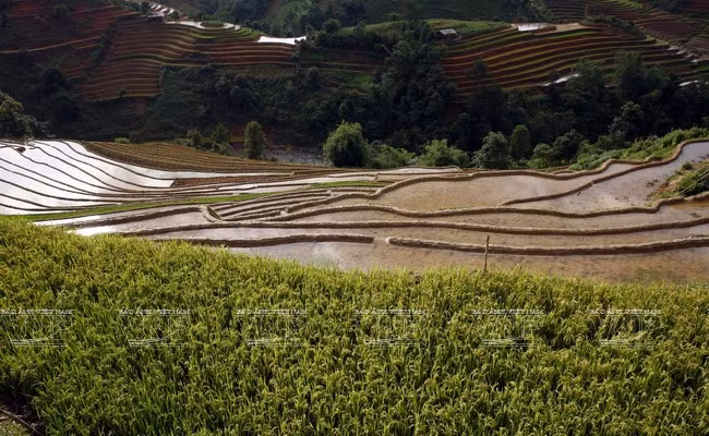 Una mixtura de colores: el verde de los bancales recién sembrados, el amarillo de los campos que están a puntos de cosecha e incluso los colores en ropas de las mujeres Mong (Fuente: VNA)