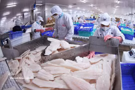 El filete del pescado Tra (pangasius) es un producto vietnamita de exportación a Canadá. (Foto: VNA)