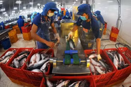 Procesamiento del pescado Tra para la exportación del grupo Sao Mai, en la provincia de Dong Thap (Foto: VNA)