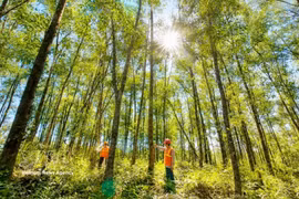 La provincia de Quang Tri impulsa el desarrollo de plantaciones forestales a gran escala. (Foto: VNA)