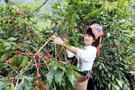 Cosecha de café en la provincia de Son La (Foto: VNA)