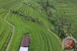 Arrozales en Bali (Foto: Antara)