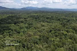 La Reserva Natural de Ea So, en la provincia central vietnamita de Dak Lak. (Foto ilustrativa: VNA)