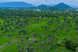 Las palmas Thot Not en la provincia de An Giang (Foto: VNA)