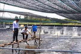 Modelo de cultivo superintensivo de camarón en la provincia de Ca Mau (Foto: VNA)