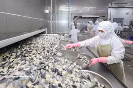 Línea de procesamiento en la corporación de desarrollo de la pesca costera Cofidec, en Ciudad Ho Chi Minh. (Foto: VNA)