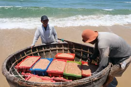 Da Nang: Abundancia del mar sostiene la vida de pescadores en zonas costeras