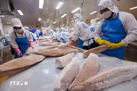 Procesamiento del atún para la exportación (Foto: VNA)