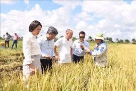 Destacan potencial de cooperación empresarial entre Vietnam y Cuba 