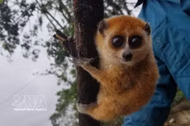 El loris lento pigmeo (nombre científico - Nycticebus pygmaeus) (Foto: VNA)
