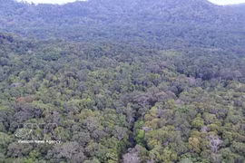 Bosque natural del Parque Nacional Bu Gia Map, ciudad de Dong Nai. (Foto: VNA)