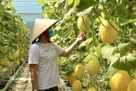 El modelo de cultivo de melón en invernaderos en el barrio de Binh Duc, provincia de An Giang, ofrece una productividad estable y altos ingresos. (Foto: VNA)
