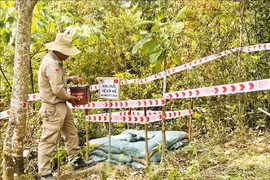 Terreno desminado de PeaceTrees Vietnam en la comuna de Huong Tan, distrito de Huong Hoa, provincia de Quang Tri (Foto: VNA)