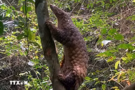 Un pangolín de Java es liberado a su hábitat natural (Foto: VNA)