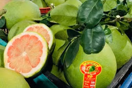 El reconocimiento por parte de Australia de la capacidad de Vietnam para cumplir con las normas de bioseguridad abre importantes perspectivas para el pomelo del país indochino. (Foto: Vietnam+)