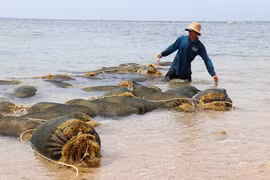 Pescadores de Khanh Hoa disfrutan de una abundante cosecha de sargazo