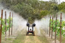 Modelo agrícola de alta tecnología en la provincia china de Guangdong. (Foto: VNA)