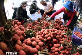 Clasificación y envasado de lichis para exportación en la zona de cultivo de Luc Ngan, provincia de Bac Ninh. (Foto: VNA)