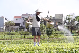 Un turista disfruta de la experiencia de plantar hortalizas, preparar la tierra y regar las plantas en la aldea de Tra Que, barrio de Hoi An Tay, ciudad de Da Nang. (Foto: VNA)