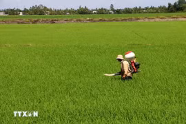 Agricultores cuidan cultivos de arroz en la ciudad de Can Tho. (Foto: VNA)