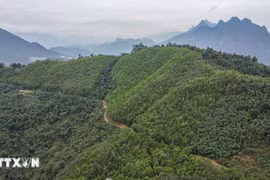 Vietnam recibirá 5 millones de dólares adicionales por venta de créditos de carbono forestal (Foto: VNA)