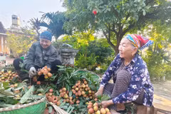 Agricultores de la provincia de Bac Ninh cosechan lichis. Foto: VNA