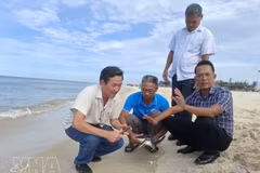 Tras someterse a un chequeo médico por parte del personal de la Junta de Gestión del Área Marina Protegida de la Isla Con Co, la tortuga marina fue liberada de nuevo en su hábitat natural en presencia de residentes locales y turistas. (Foto: VNA)