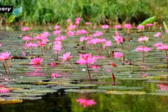 Tam Coc se convierte de un lienzo mágico durante la temporada de flores