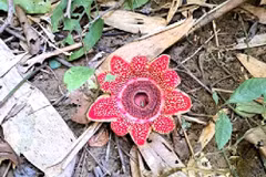 El Parque Nacional Phong Nha - Ke Bang registra recientemente la presencia de la rara planta Sapria himalayana (Fuente: VNA)
