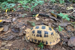 La División de Conservación y Cooperación Internacional del Parque Nacional Con Dao recibió recientemente una tortuga alargada (Indotestudo elongata). Foto: VNA