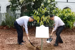 El secretario general del Partido Comunista y presidente de Vietnam, To Lam, y el primer ministro singapurense, Lawrence Wong, llevan a cabo un acto simbólico de plantación de árboles en el Jardín Botánico de Singapur (Fuente: VNA)