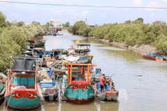 El Comité Popular de la provincia de Dong Thap está implementando el "Proyecto para transformar algunos oficios relativos a la explotación acuática que afectan los recursos marinos y el entorno ecológico" (Fuente: VNA)