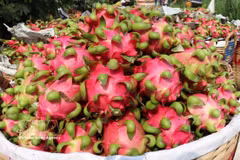 La pitahaya de Cho Gao en la provincia de Dong Thap ha obtenido la protección de marca colectiva por parte de la Oficina de Propiedad Intelectual. Foto: VNA